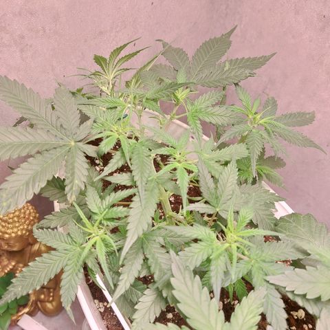 Mimosa Orange Punch( Barney’s Farm) growlog timeline photo