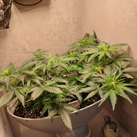 Mimosa Orange Punch( Barney’s Farm) growlog timeline photo