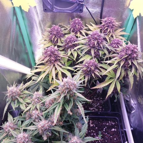 Gorilla Cookies (Seed66) growlog timeline photo