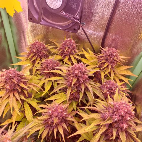 LSD 25 Automatic( 2Fast4Bud's ) growlog timeline photo