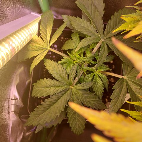 Gorilla Cookies (Seed66) growlog timeline photo