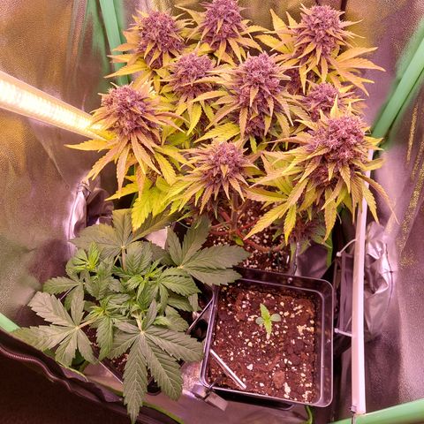 Gorilla Cookies (Seed66) growlog timeline photo