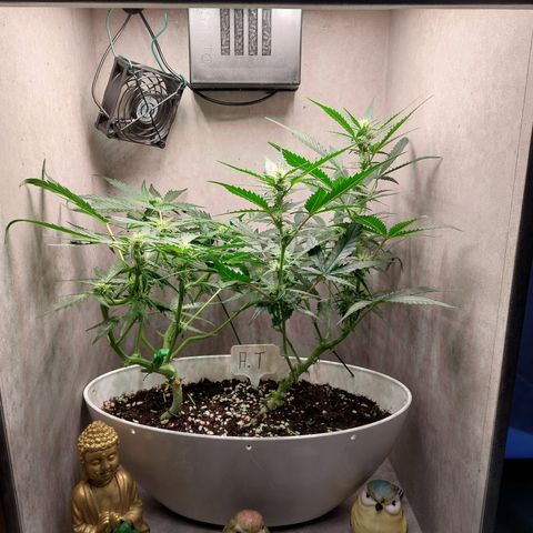 Mimosa Orange Punch( Barney’s Farm) growlog timeline photo