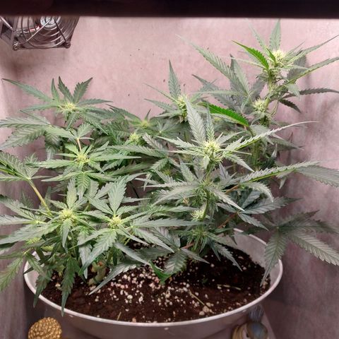 Mimosa Orange Punch( Barney’s Farm) growlog timeline photo