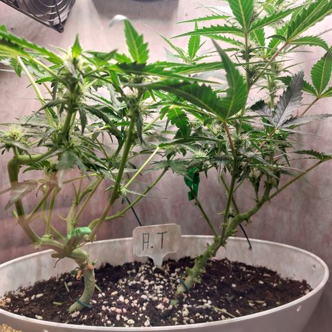 Mimosa Orange Punch( Barney’s Farm) growlog timeline photo