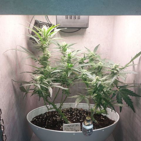 Mimosa Orange Punch( Barney’s Farm) growlog timeline photo