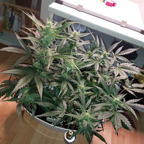 Mimosa Orange Punch( Barney’s Farm) growlog timeline photo