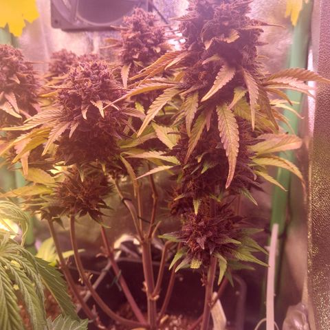 LSD 25 Automatic( 2Fast4Bud's ) growlog timeline photo