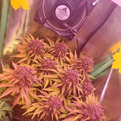 LSD 25 Automatic( 2Fast4Bud's ) growlog timeline photo