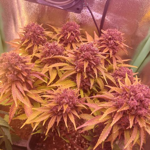 LSD 25 Automatic( 2Fast4Bud's ) growlog timeline photo