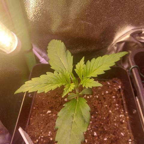 Gorilla Glue #4 (Seed66 ) growlog timeline photo