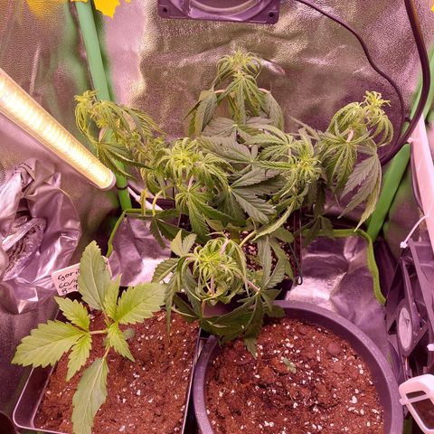 Gorilla Cookies ( 2FAST4BUD'S) growlog timeline photo