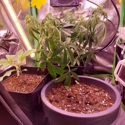 Gorilla Cookies ( 2FAST4BUD'S) growlog timeline photo