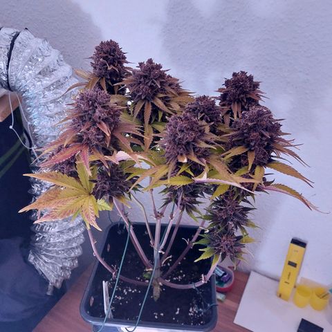 LSD 25 Automatic( 2Fast4Bud's ) growlog timeline photo
