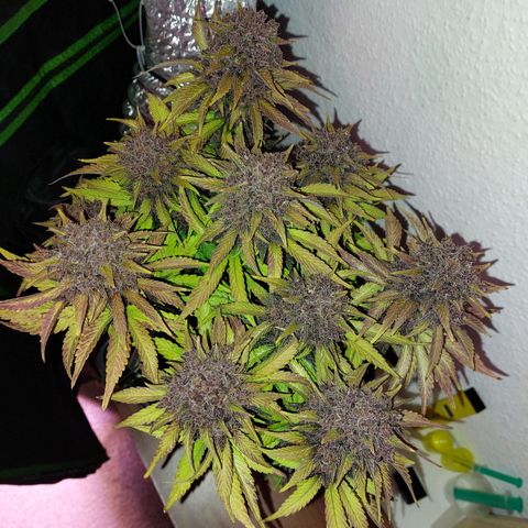 LSD 25 Automatic( 2Fast4Bud's ) growlog timeline photo