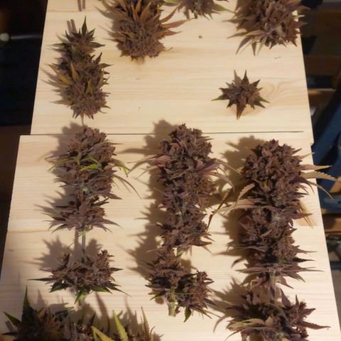 LSD 25 Automatic( 2Fast4Bud's ) growlog timeline photo