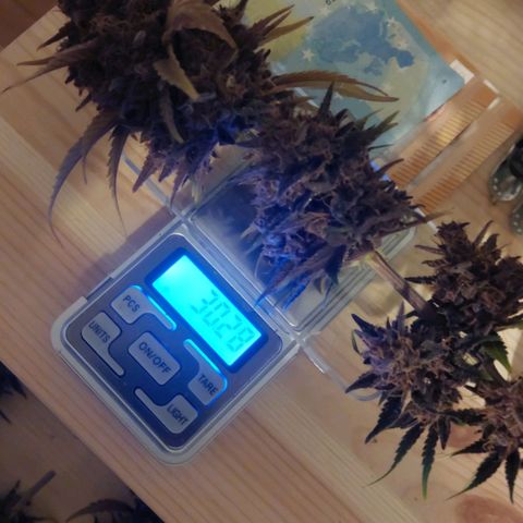 LSD 25 Automatic( 2Fast4Bud's ) growlog timeline photo