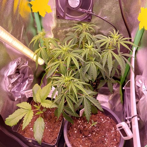 Gorilla Cookies ( 2FAST4BUD'S) growlog timeline photo