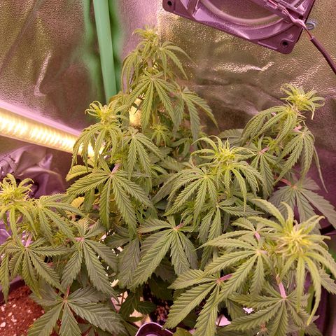 Gorilla Cookies (Seed66) growlog timeline photo