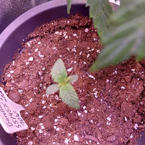 Gorilla Cookies ( 2FAST4BUD'S) growlog timeline photo