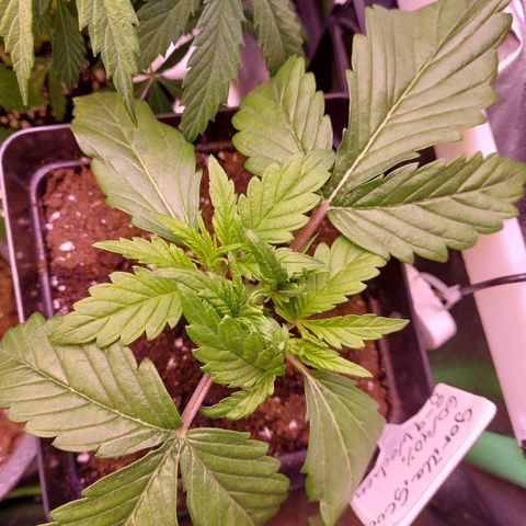 Gorilla Glue #4 (Seed66 ) growlog timeline photo