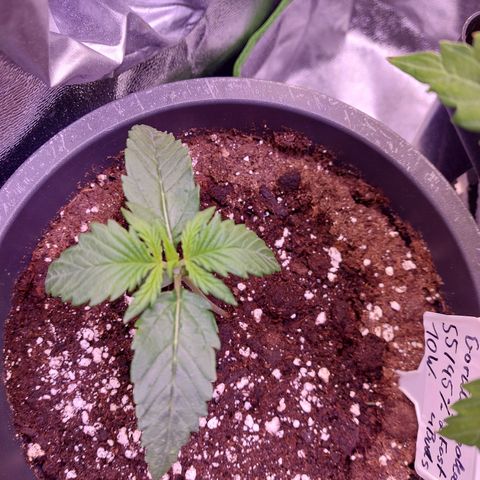 Gorilla Cookies ( 2FAST4BUD'S) growlog timeline photo
