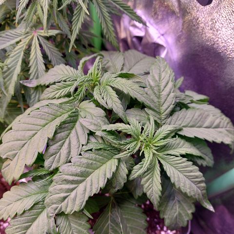 Gorilla Glue #4 (Seed66 ) growlog timeline photo