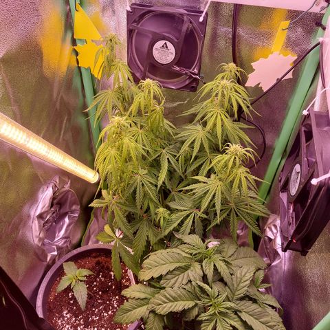 Gorilla Cookies ( 2FAST4BUD'S) growlog timeline photo