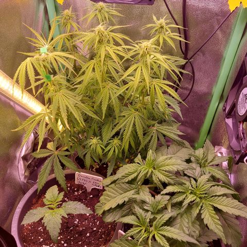 Gorilla Cookies ( 2FAST4BUD'S) growlog timeline photo