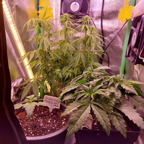 Gorilla Cookies ( 2FAST4BUD'S) growlog timeline photo