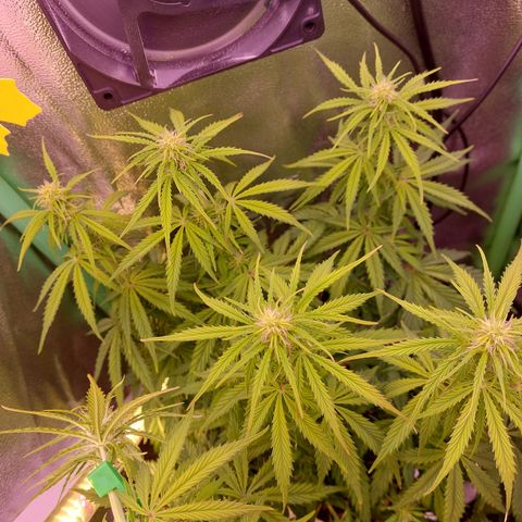Gorilla Cookies (Seed66) growlog timeline photo