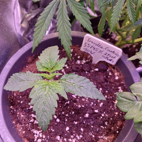 Gorilla Cookies ( 2FAST4BUD'S) growlog timeline photo
