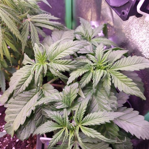 Gorilla Glue #4 (Seed66 ) growlog timeline photo