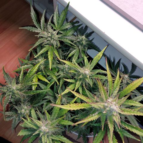 Mimosa Orange Punch( Barney’s Farm) growlog timeline photo