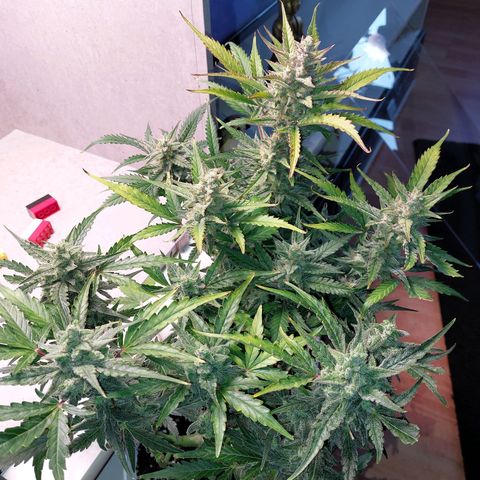 Mimosa Orange Punch( Barney’s Farm) growlog timeline photo