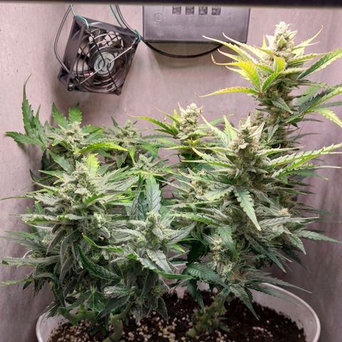 Mimosa Orange Punch( Barney’s Farm) growlog timeline photo