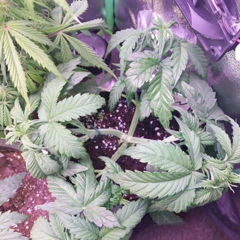 Gorilla Glue #4 (Seed66 ) growlog timeline photo