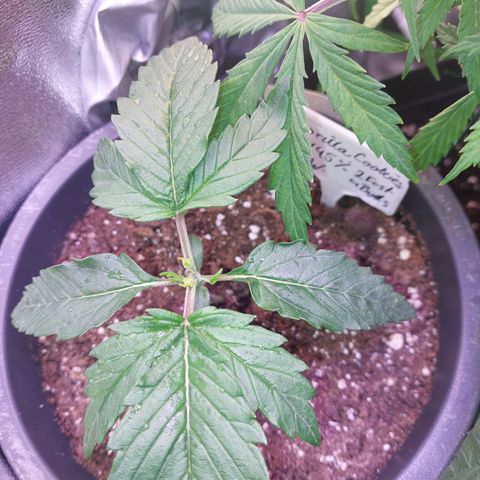 Gorilla Cookies ( 2FAST4BUD'S) growlog timeline photo