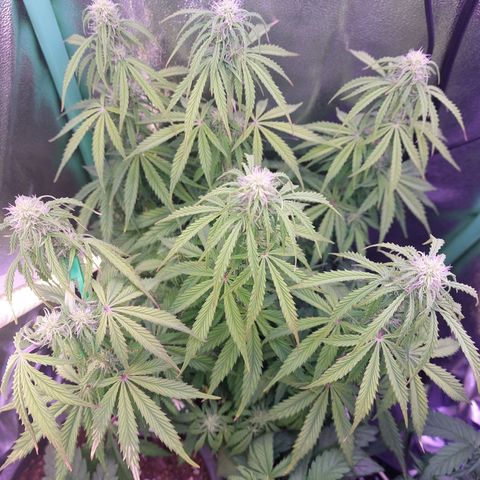 Gorilla Cookies (Seed66) growlog timeline photo