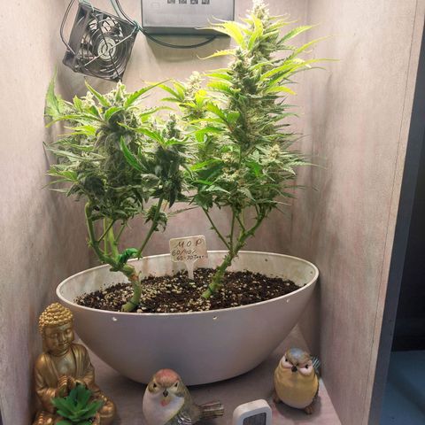 Mimosa Orange Punch( Barney’s Farm) growlog timeline photo