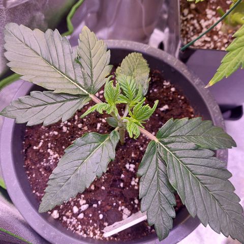 Gorilla Cookies ( 2FAST4BUD'S) growlog timeline photo