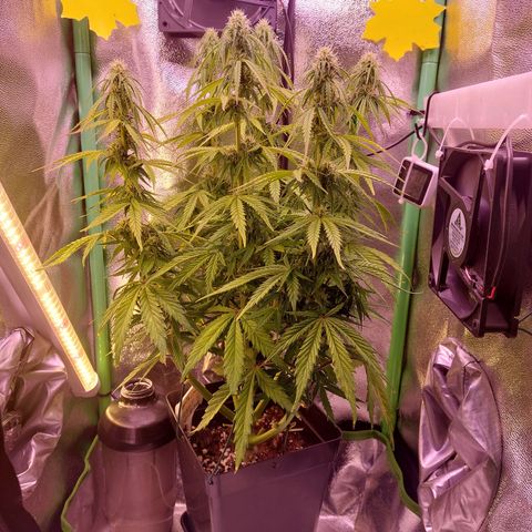 Gorilla Cookies (Seed66) growlog timeline photo