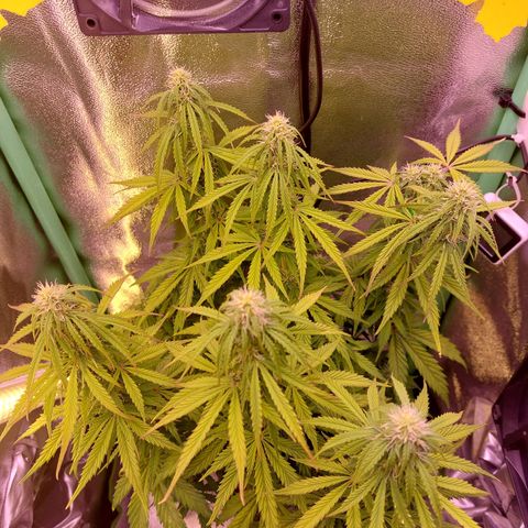 Gorilla Cookies (Seed66) growlog timeline photo