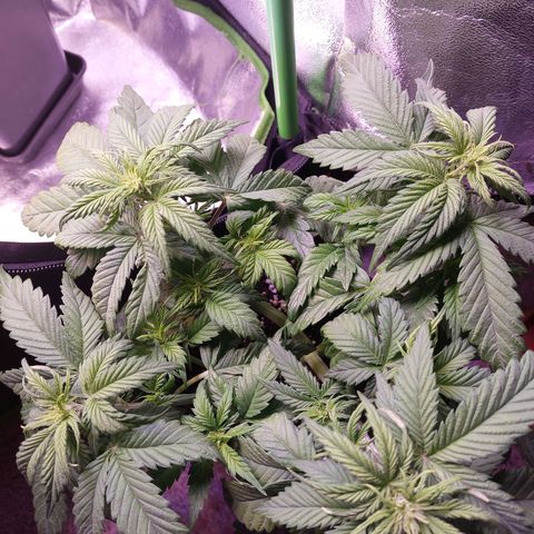 Gorilla Glue #4 (Seed66 ) growlog timeline photo