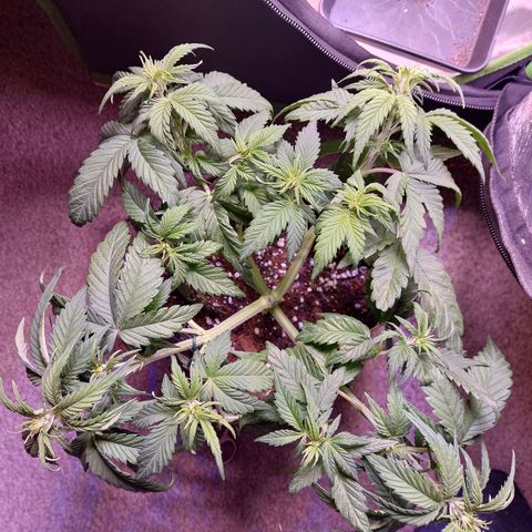 Gorilla Glue #4 (Seed66 ) growlog timeline photo