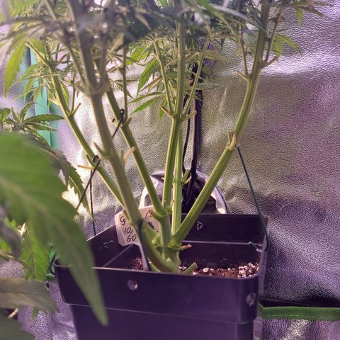 Gorilla Cookies (Seed66) growlog timeline photo