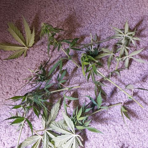 Gorilla Cookies (Seed66) growlog timeline photo