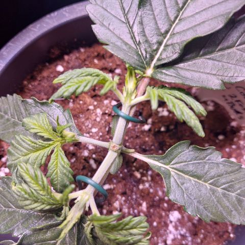 Gorilla Cookies ( 2FAST4BUD'S) growlog timeline photo