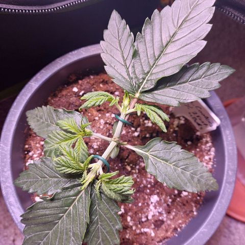 Gorilla Cookies ( 2FAST4BUD'S) growlog timeline photo