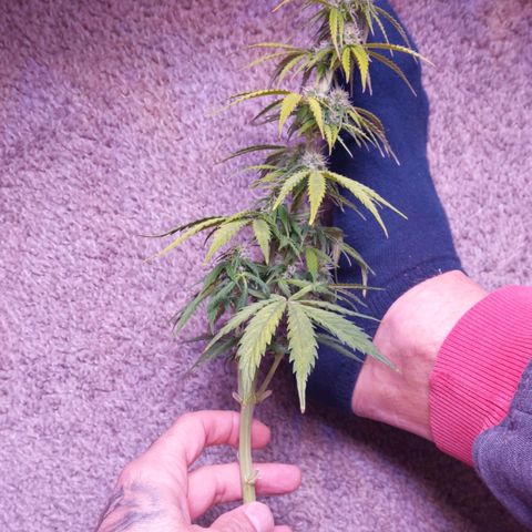 Gorilla Cookies (Seed66) growlog timeline photo
